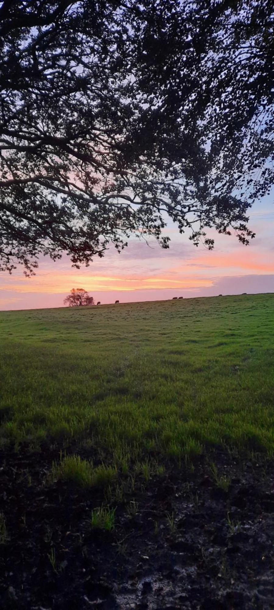 Summit Camping Kit Hill Cornwall Panoramic Views Grass Pitch From 15Pn Or Bella Bell Tent 75Pn Callington Zewnętrze zdjęcie