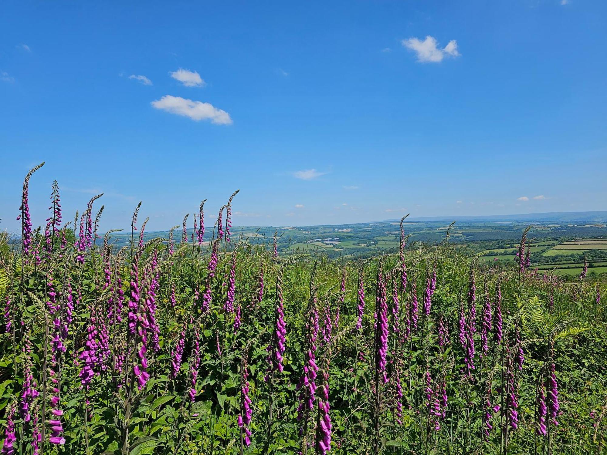 Summit Camping Kit Hill Cornwall Panoramic Views Grass Pitch From 15Pn Or Bella Bell Tent 75Pn Callington Zewnętrze zdjęcie